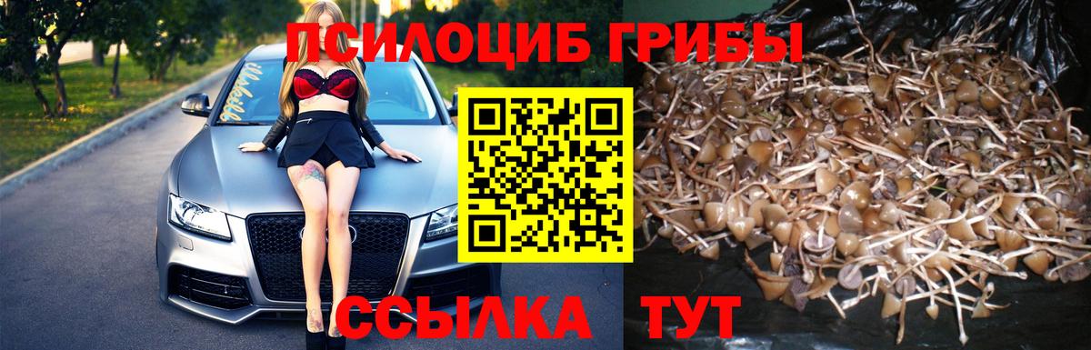 Галлюциногенные грибы Psilocybine cubensis Строитель